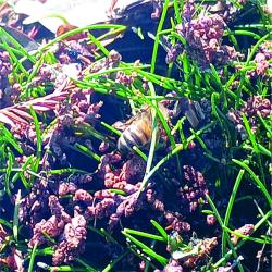 Foto Abeja Europea