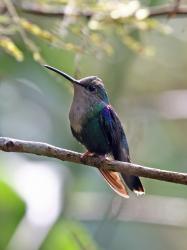 Foto Zafiro Coroniazul
