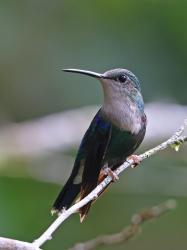 Foto Zafiro Coroniazul