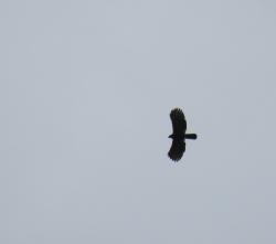 Foto Águila Crestuda Negra