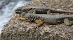Foto Lagarto Trepador