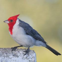 Foto Cardenal Común