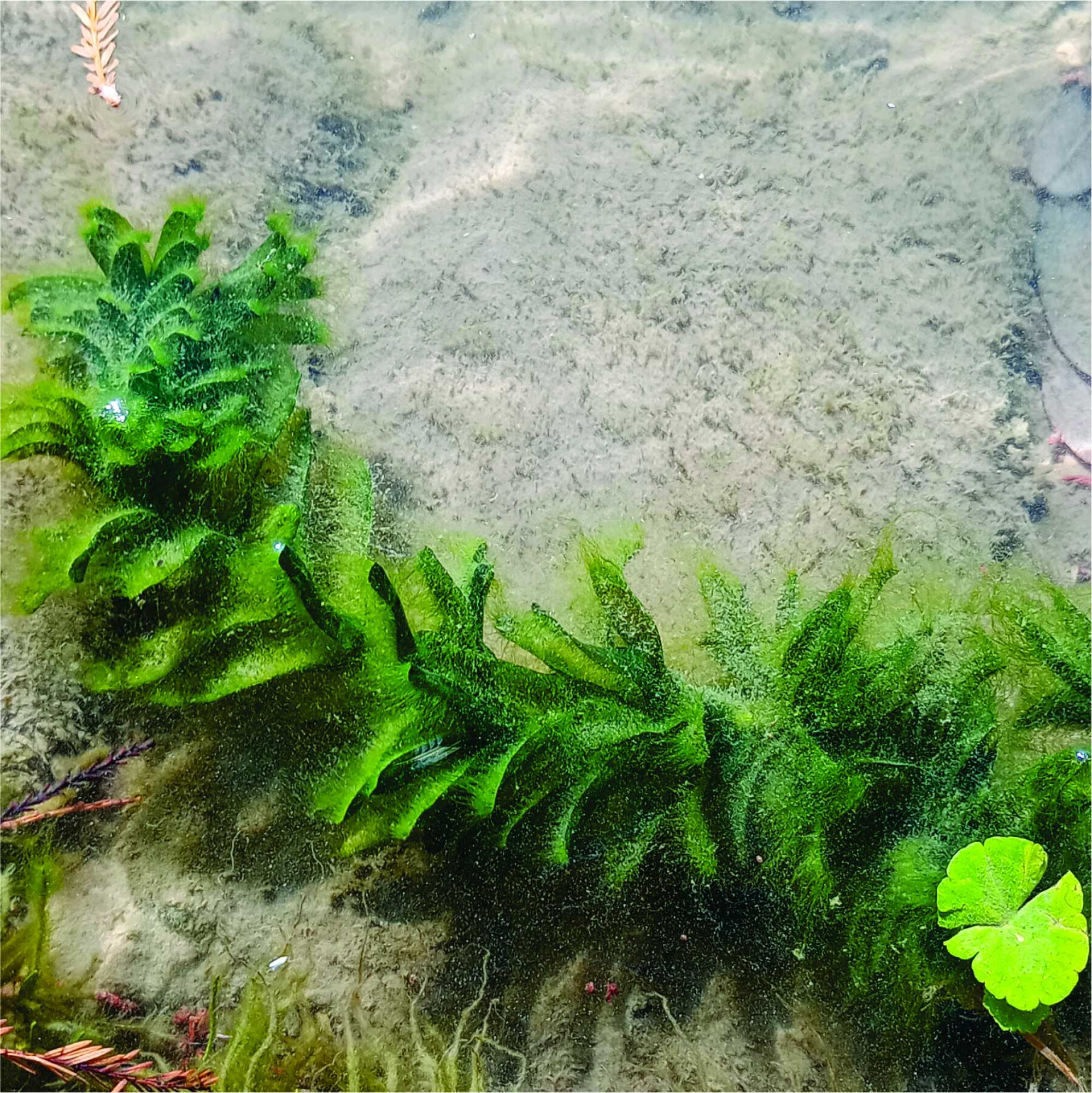 Egeria&nbsp;densa