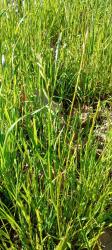 Photo Raigrás