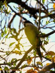 Photo Catita Serrana Grande