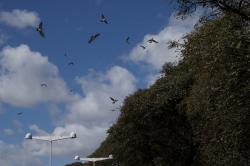 Foto Golondrina Ceja Blanca