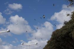 Foto Golondrina Ceja Blanca