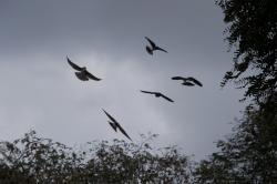 Foto Golondrina Ceja Blanca