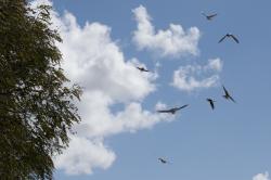 Foto Golondrina Ceja Blanca