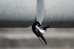 Foto Golondrina Ceja Blanca