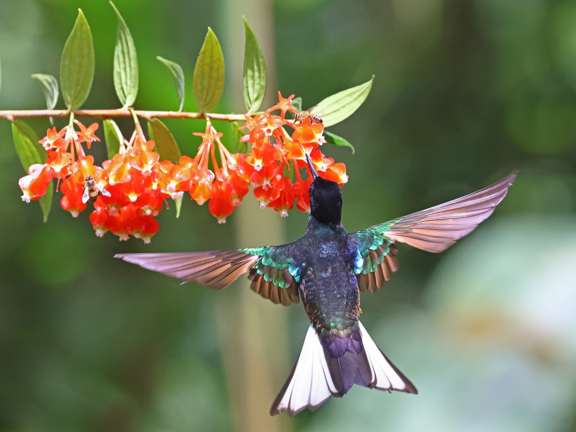 Photo Colibrí Sietecolores
