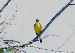 Foto Suirirí Amarillo