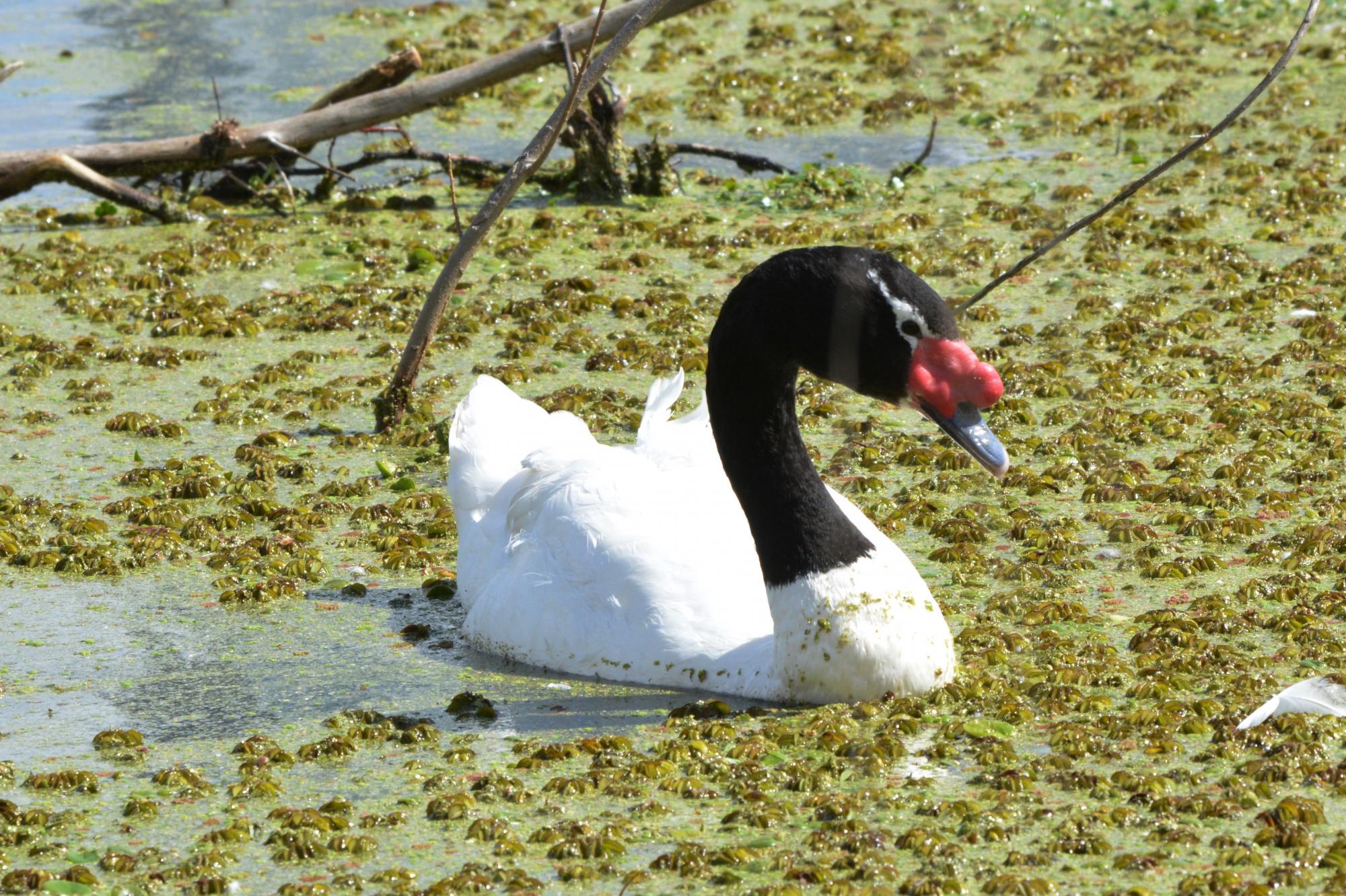 Foto Cisne Cuello Negro