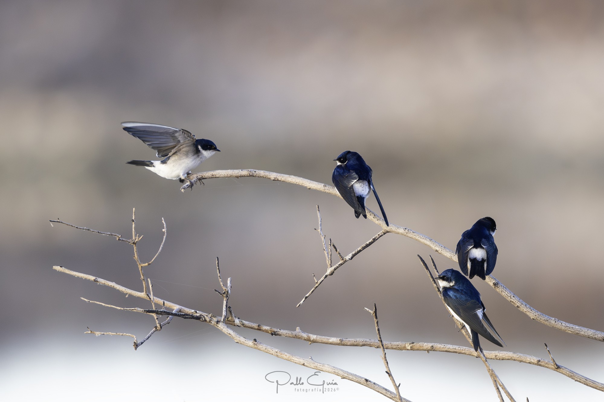 Golondrina Patagónica (Tachycineta leucopyga)