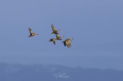 Foto Pato Cuchara