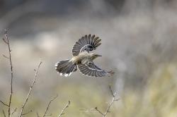 Foto Calandria Mora