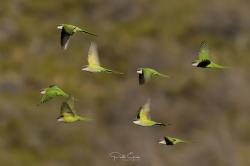 Photo Catita Serrana Grande
