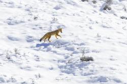 Foto Zorro Colorado