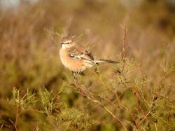 Foto Calandria Mora