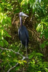 Foto Garza Azul