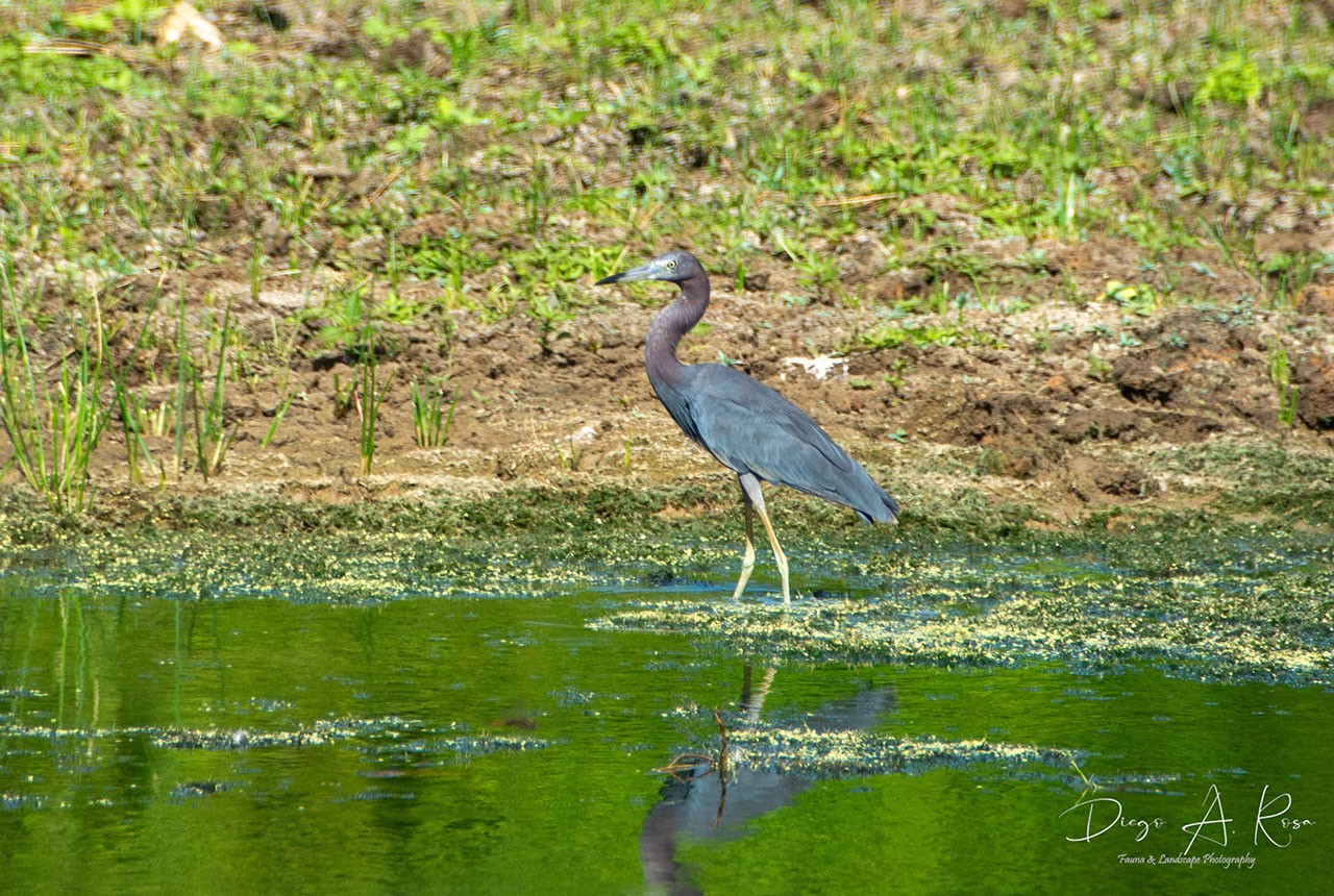 Foto Garza Azul