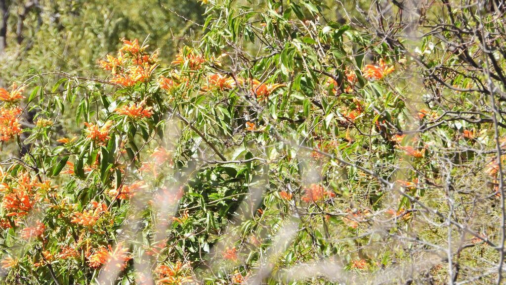 Photo Flor De San Juan