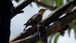 Photo Carpintero Arcoiris
