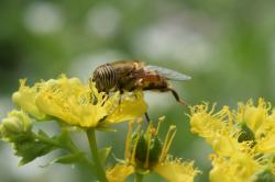 Foto Mosca Tigre
