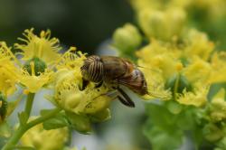 Foto Mosca Tigre