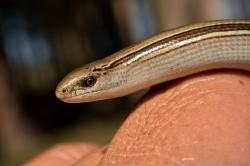 Foto Serpiente de Cristal