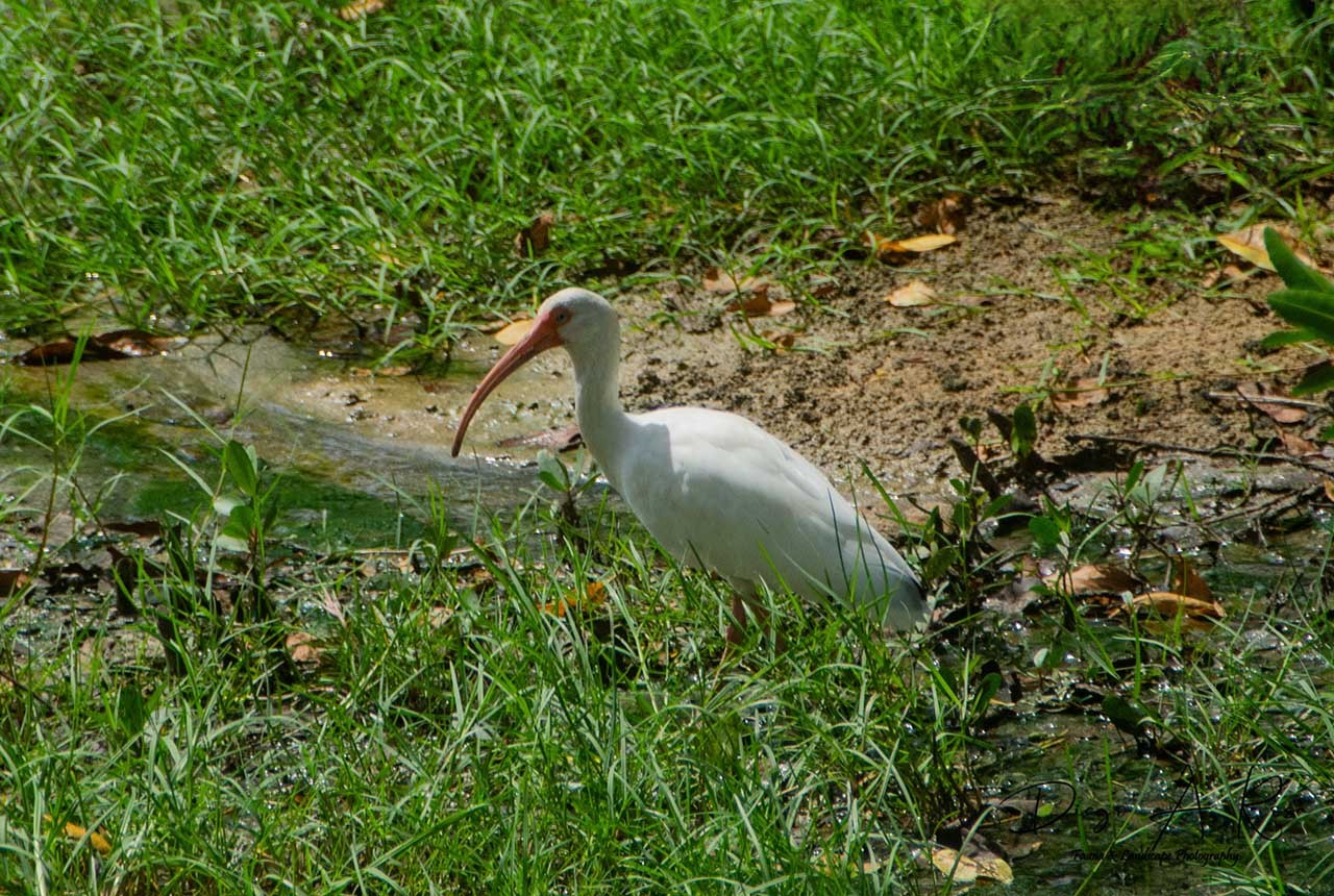 Foto Ibis Blanco