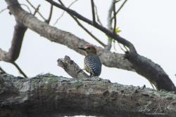 Foto Carpintero Coronirrojo