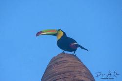 Foto Tucán Pico Arco Iris