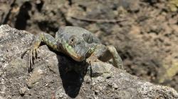 Foto Lagarto Trepador