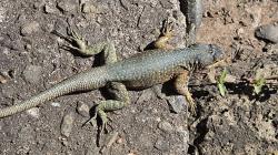 Foto Lagarto Trepador