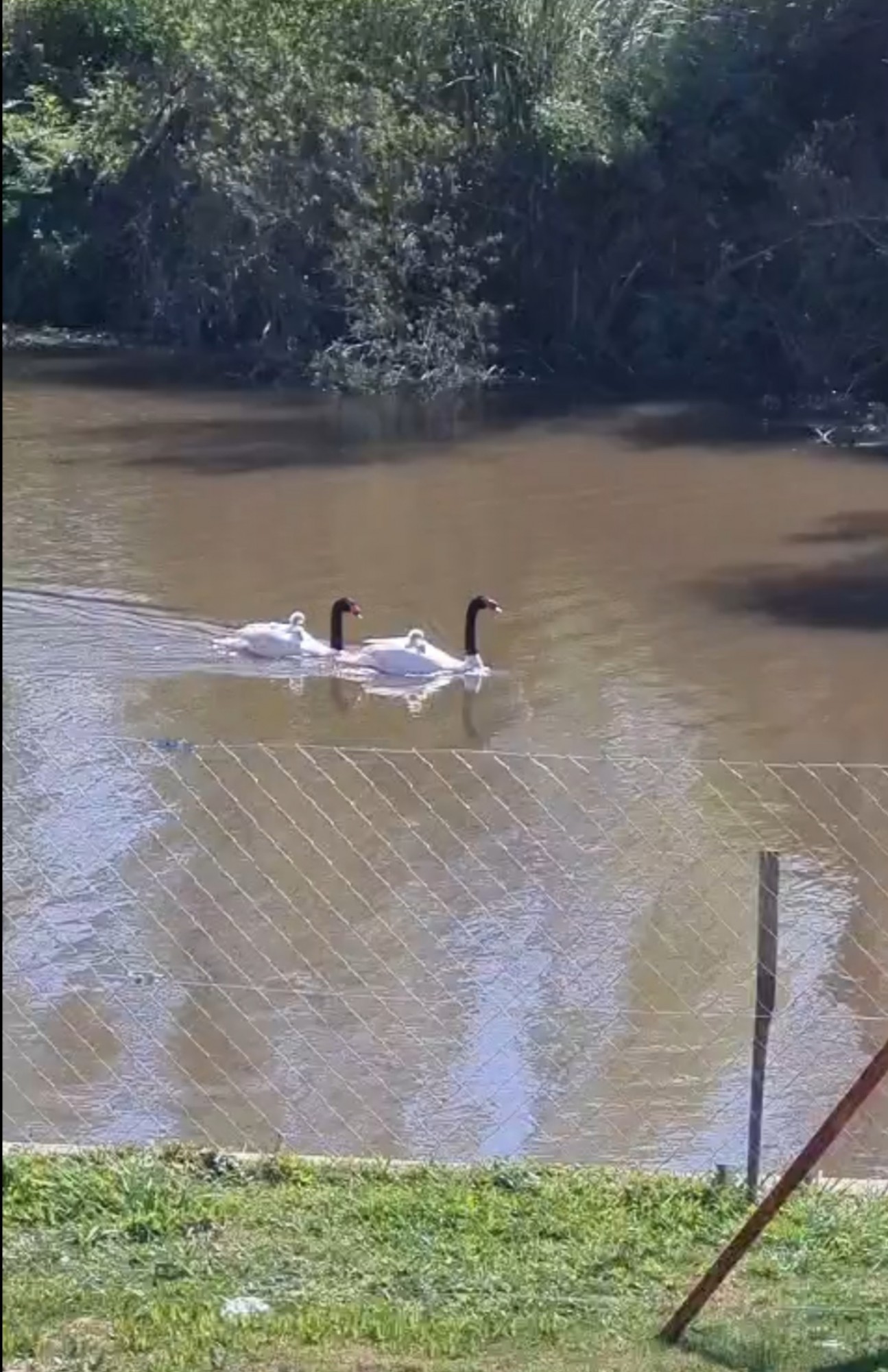 Foto Cisne Cuello Negro