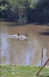 Foto Cisne Cuello Negro