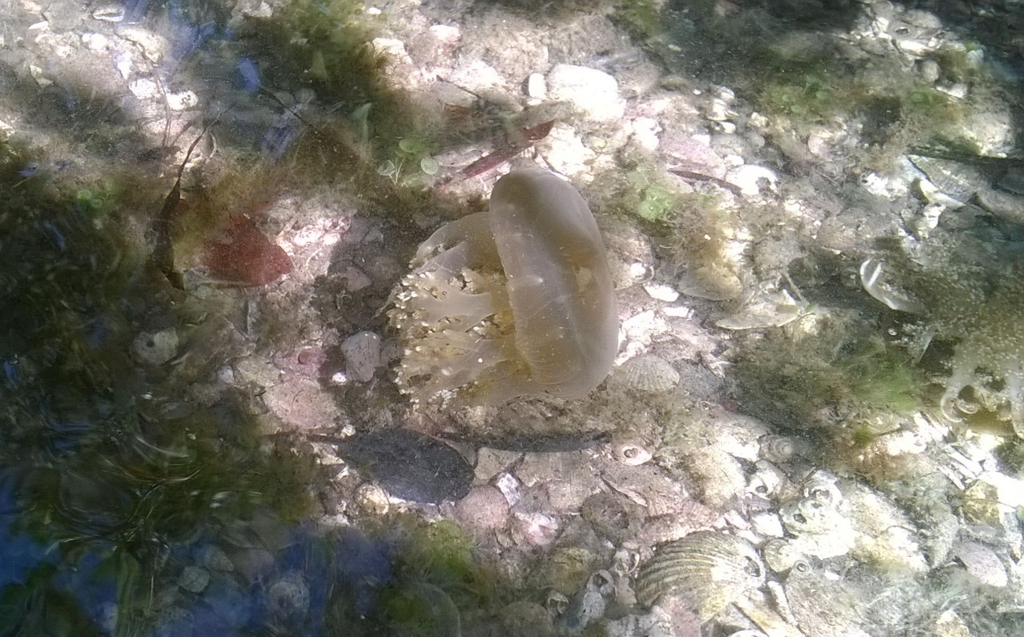 Photo Medusa Invertida Del Caribe
