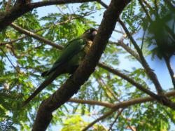 Foto Chiripepé Cabeza Verde