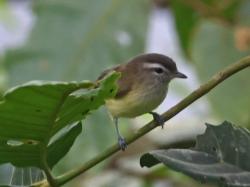 Foto Vireo Coronipardo