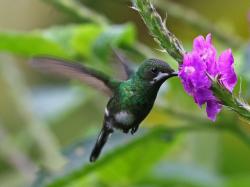 Foto Rabudito Verde
