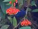  (Diglossa indigotica)