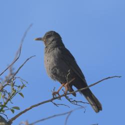 Foto Zorzal Chiguanco