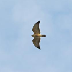 Foto Aguilucho Común