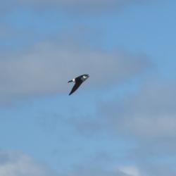 Foto Golondrina Ceja Blanca