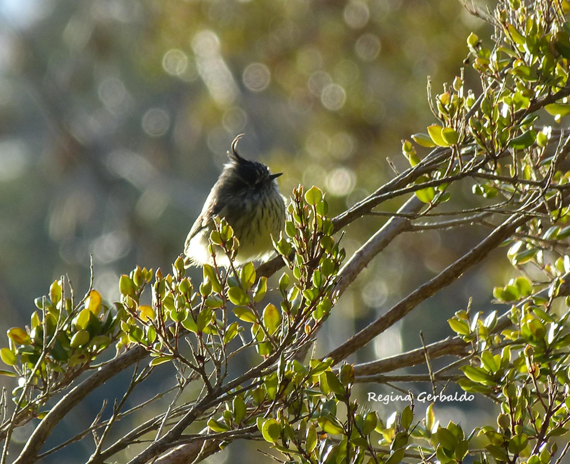 Foto Cachudito Pico Negro