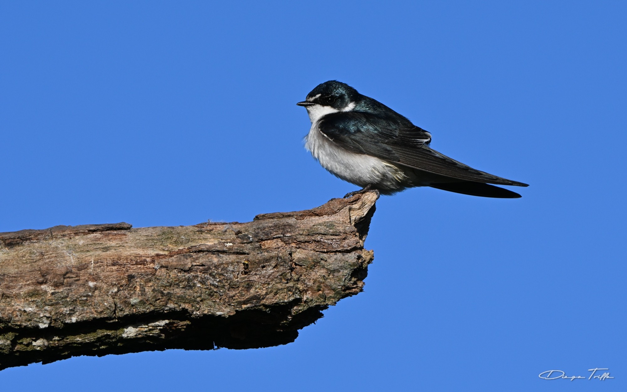 Foto Golondrina Ceja Blanca