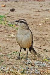 Foto Calandria Grande
