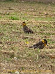 Foto Carpintero Campestre