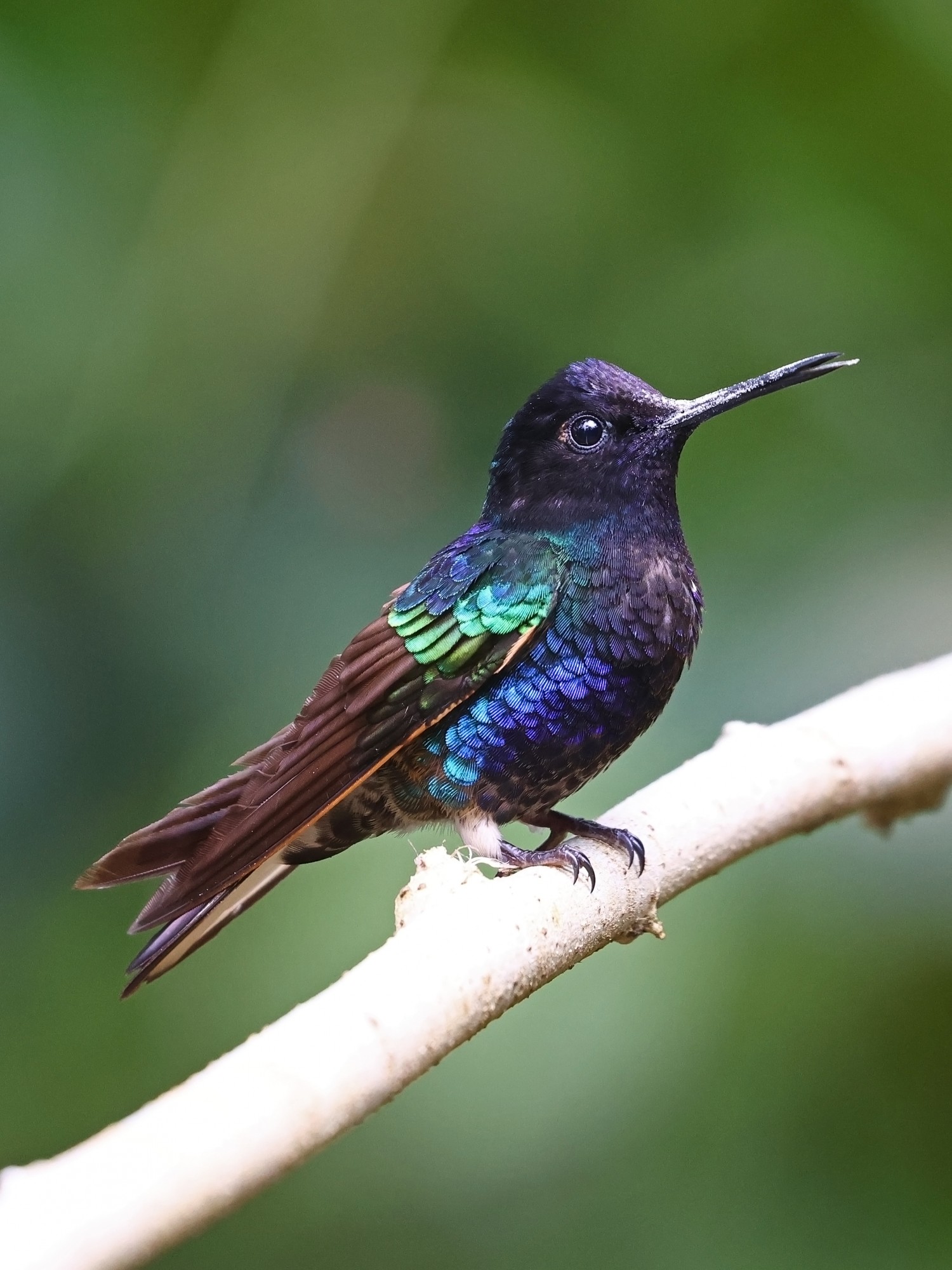 Photo Colibrí Sietecolores
